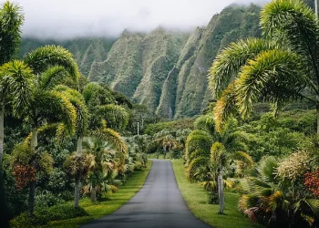 View of a jungle road in Hawaii