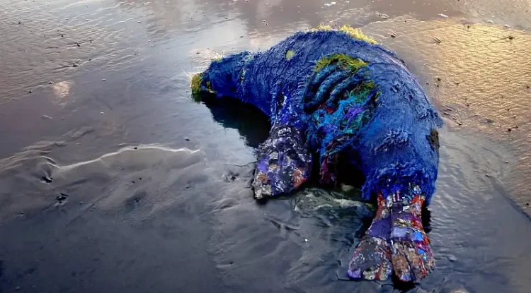 Sea Lion with plastics. Photo by Greenpeace.