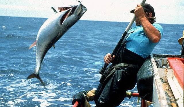 Recreational Fishing Permits. Tagging Bluefin Tuna. Photo by Marine Research, CSIRO. Wikimedia.