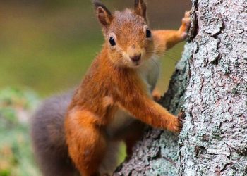 Kirkcudbright red squirrel resurgence. Red Squirrel at the base of a tree. Photo by Pearse O’Halloran. Crown Copyright.