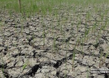 Drought affected rice field. Photo by Agriculture Bicol. PNA.
