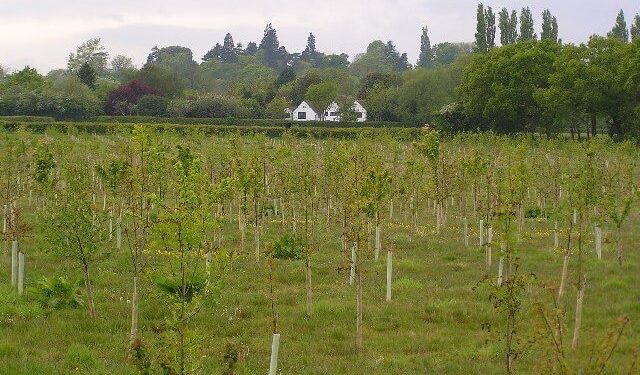 English field of newly planted trees. Photo by Richard Dunn. Geograph.