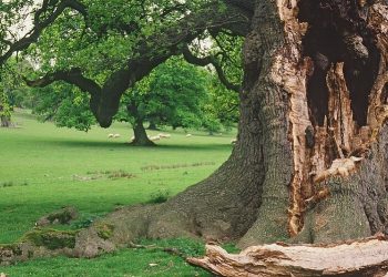 An ancient tree in Moccas Park which provides dead wood habitat for invertebrates including rare deadwood beetles. Photo by Natural England. Gov.uk.