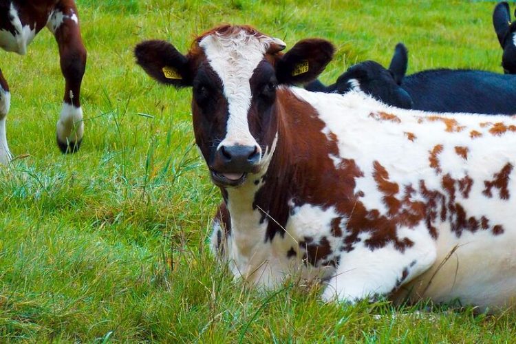 Dairy Cows in Northern Ireland. Photo by James Anderson. Flickr.