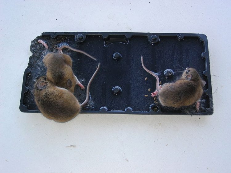 Mice on a glue trap. Photo by S. B. Johnny. Wikimedia.