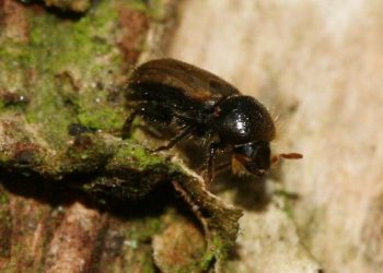 Trypodendron domesticum - European Hardwood Ambrosia Bark-beetle. Photo by S. Rae. Flickr.