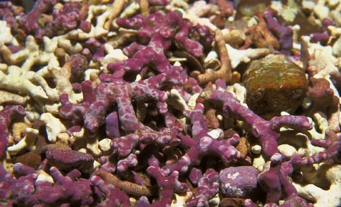 Beautiful maerl bed. Photo by NatureScot. Scotland's Nature Agency.
