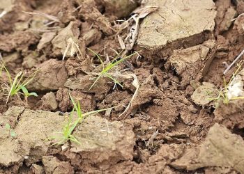 Changes is soil quality. Photo by United Soybean Board. Flickr.