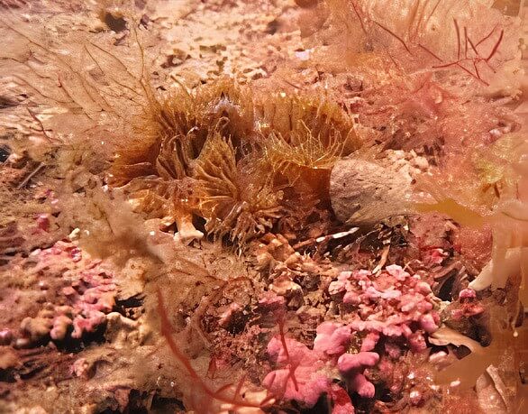 Daisy anemone and hermit crab in maerl bed, Ramsey Marine Nature Reserve. Photo by Gov.im. Flickr.