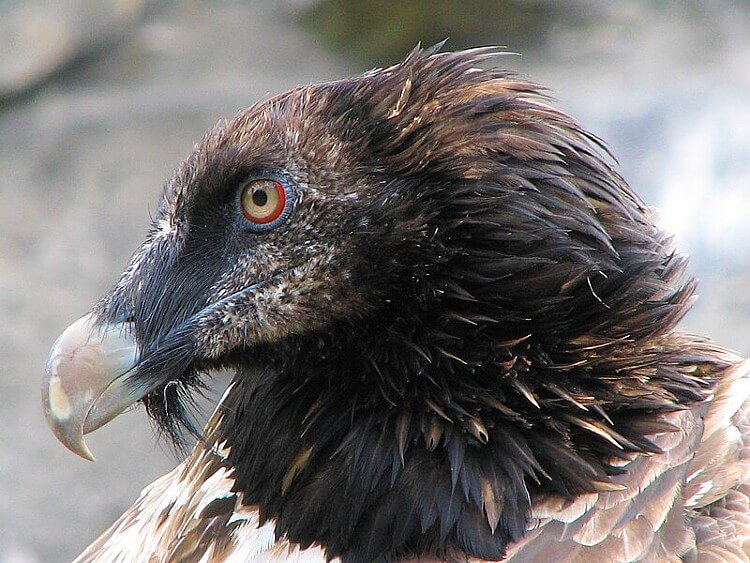 Gypaetus barbatus bearded vulture. One of Ethiopia's cultural treasures. Photo by Adam Antios. Wikimedia.