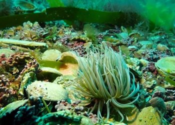 Snakelocks anemone on maerl bed. Photo by Natural England. Gov.uk.