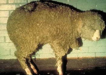 CSIRO ScienceImage 1264 Bluetongue disease in sheep. Photo by division, CSIRO. Wikimedia.