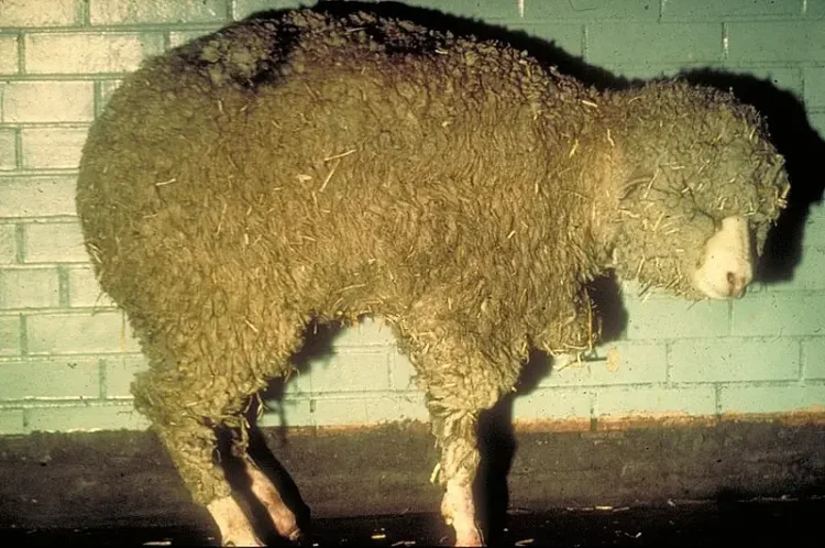 CSIRO ScienceImage 1264 Bluetongue disease in sheep. Photo by division, CSIRO. Wikimedia.