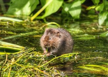 Example of a English Water Vole. Photo by Jonathan Ridley. Unsplash.