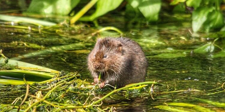 Example of a English Water Vole. Photo by Jonathan Ridley. Unsplash.