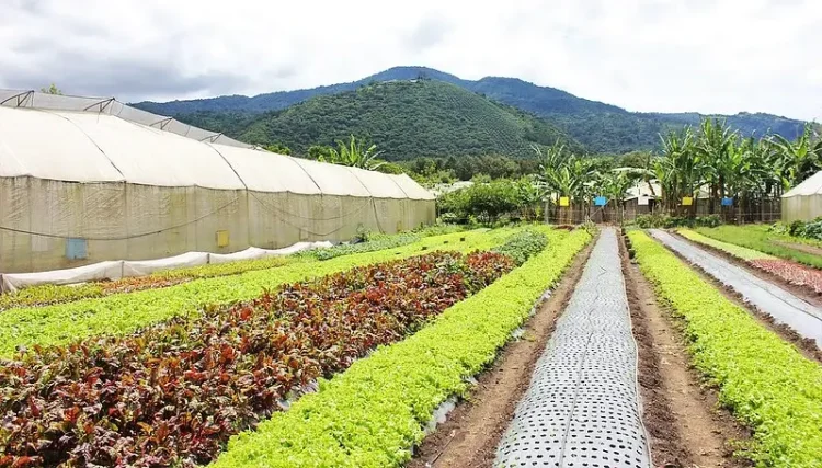 Caoba Farms Antigua Guatemala - Charlie on Travel - lettuce field. Photo by Charlie Merchant.