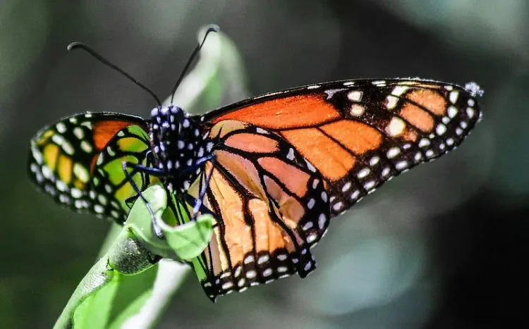 Monarch Butterfly Closeup. Photo by Charles Patrick Ewing.