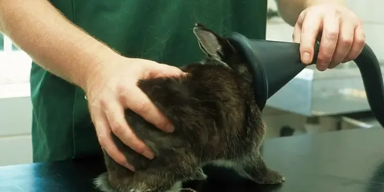 Rabbit health check, anaesthetizing animal. Photo by Caroline Gunn.