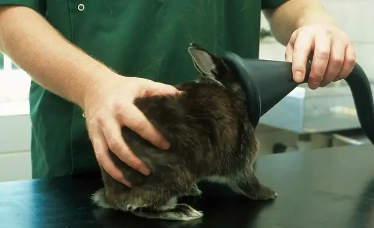Rabbit health check, anaesthetizing animal. Photo by Caroline Gunn.