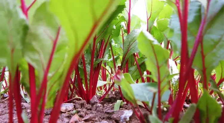 Beetroot field. Photo by Petras Gagilas.