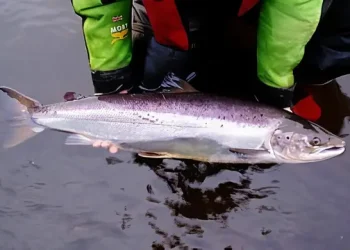 An image of an adult salmon. Photo by the Environment Agency.