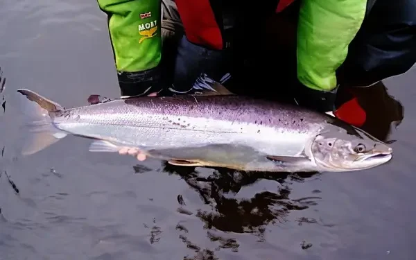 An image of an adult salmon. Photo by the Environment Agency.