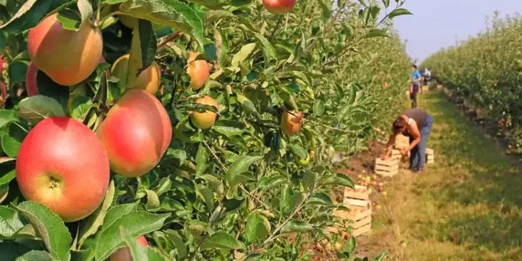 Apple picking in an orchard. Seasonal Worker visa allocation. Photo by Department for Environment, Food & Rural Affairs.