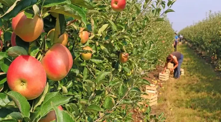 Apple picking in an orchard. Seasonal Worker visa allocation. Photo by Department for Environment, Food & Rural Affairs.