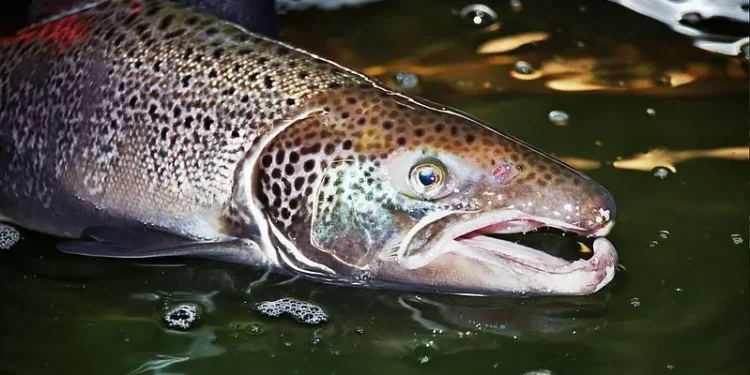 Atlantic Salmon Male. Photo by U. S. Fish and Wildlife Service - Northeast Region.