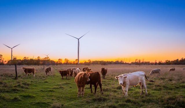 Canadian farmland and cows at sunset. Photo by Evi-T.