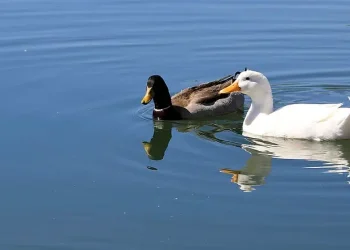 Ducks on a lake in the Rio Salado Habitat Restoration park. Photo by USACE HQ.
