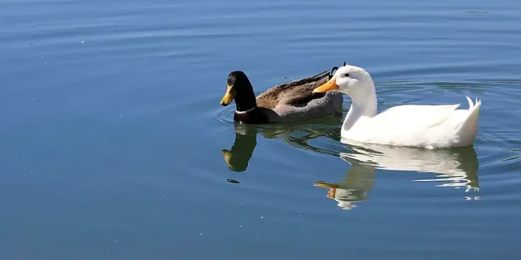 Ducks on a lake in the Rio Salado Habitat Restoration park. Photo by USACE HQ.