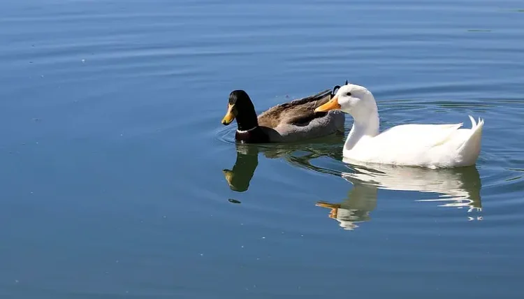 Ducks on a lake in the Rio Salado Habitat Restoration park. Photo by USACE HQ.
