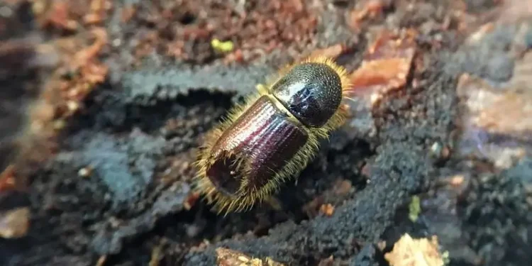 LPS Typographus - Spruce tree pest. Ips typographus restrictions. Photo by Forestry Commission.