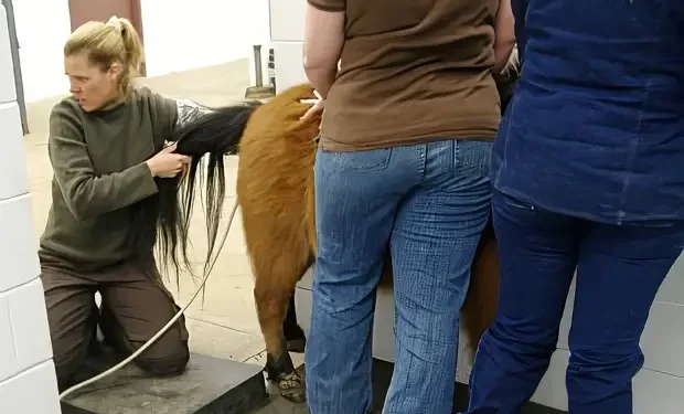 Vet with a small horse. Photo by Extension Horses.