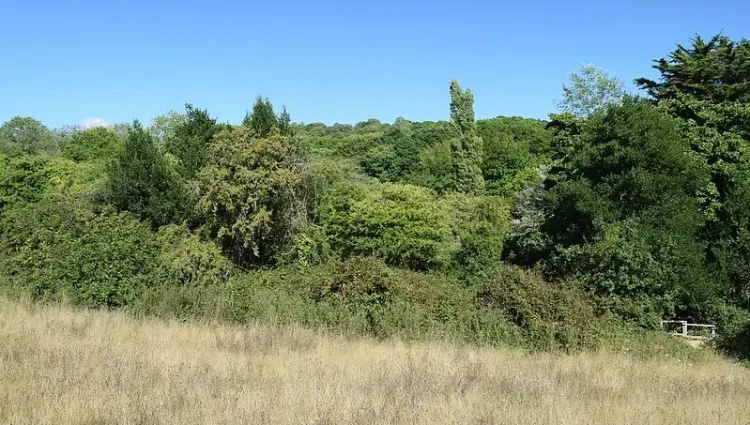 Hastings, East Sussex. St Helen's wood local nature reserve. Photo by Anne and David.