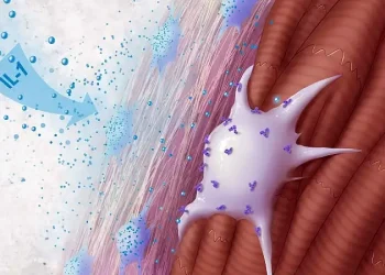 IL 1 and fibroblasts in a heart. Artwork by Donny Bliss and NIH.