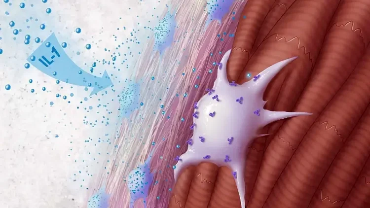 IL 1 and fibroblasts in a heart. Artwork by Donny Bliss and NIH.