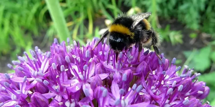 Bee on a purple flower. Photo by Becks.