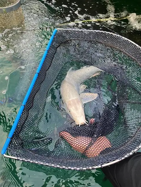Calverton fish in a net. Photo by the Environment Agency.