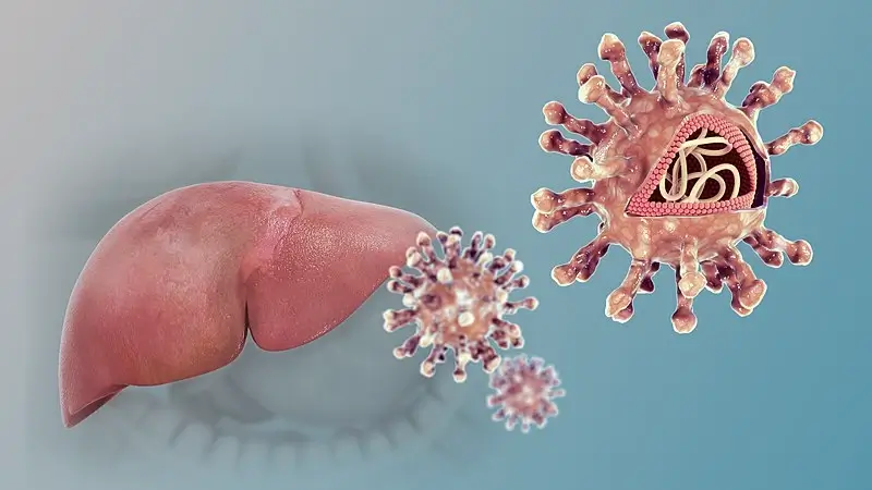 Hepatitis C. Photo by Scientific Animations.
