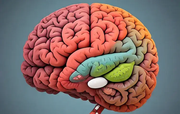 Human brain structure. Artwork by Meta.AI.