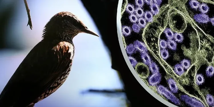 Photo of a wild bird. To the right is a colorized transmission electron micrograph of H5N1 virus particles. Artwork by the NIAID and CDC.