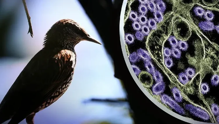 Photo of a wild bird. To the right is a colorized transmission electron micrograph of H5N1 virus particles. Artwork by the NIAID and CDC.