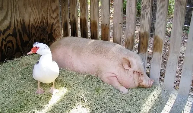 Pot-bellied pig. Photo by Mark Pilgrim.