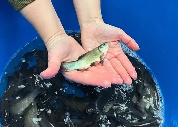 SE fish stocking. Photo by the Environment Agency.