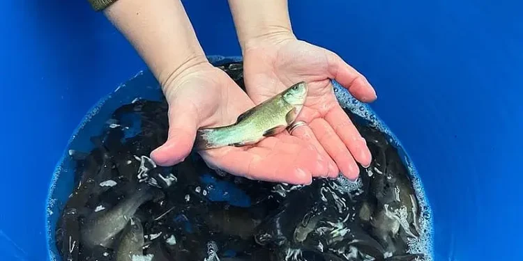SE fish stocking. Photo by the Environment Agency.