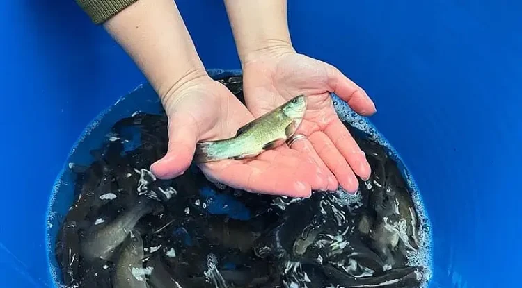 SE fish stocking. Photo by the Environment Agency.