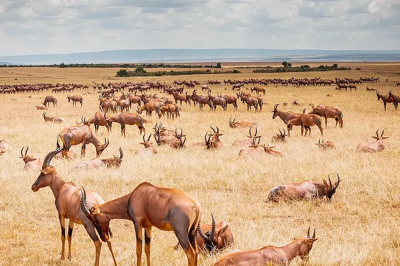 Topi grazing in Maasai Mara. Photo by Ray in Manila.
