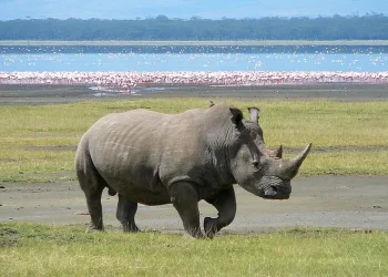 White Rhino in Lake Nakuru. Photo by Ryan Harvey.